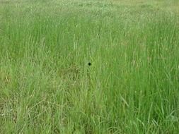 青草地在线视频线,探索自然之美，感受生命力量